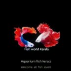 Aquarium Fish Kerala