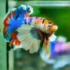 Ornamental Fish Sale